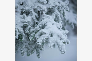 Winterlich Bedeckt