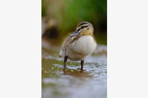 Ente gut, alles gut!