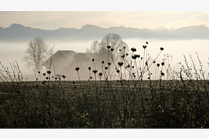 A la limite du brouillard du Jorat 