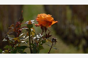La rose de novembre dans le Lavaux
