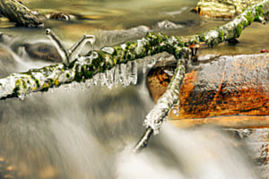 Eisschnecke