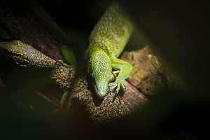 Echse