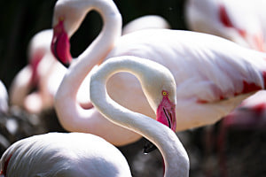 Flamingos