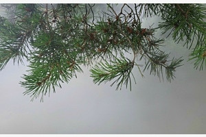 fog