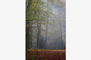 Forêt automnale