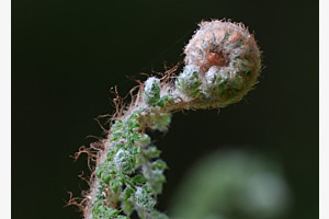 Embryo