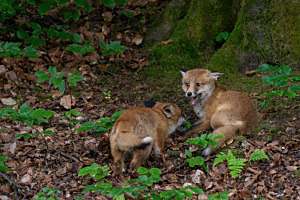 Jung-Füchse beim spiel in den Morgenstunden Jung-Füchse beim spiel in den Morgenstunden