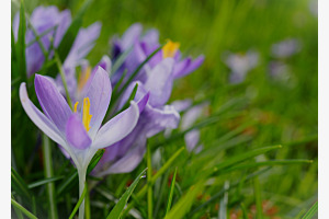 Frühlingsleuchten