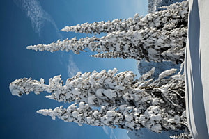 fresh snow