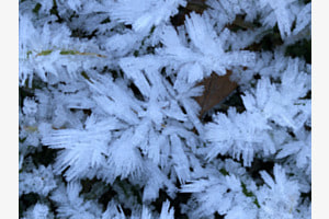Frostblumen aus Appenzell