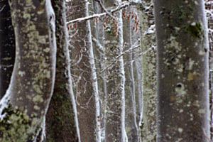 Frostrata