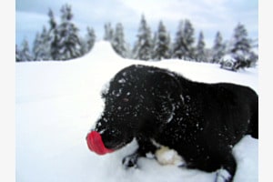 frosty doggy