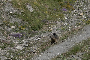 Marmotte Marmotte