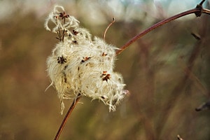 gewöhnliche Waldrebe gewöhnliche Waldrebe