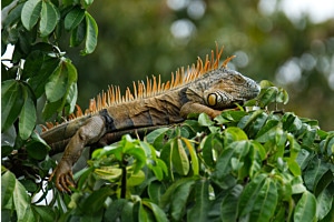 green iguana