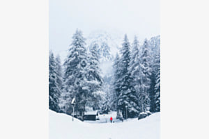 Walking a dog in winterwonderland 