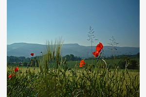 mohn!!!!
