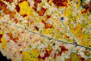 Herbstblatt