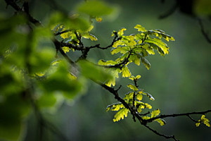 Wald