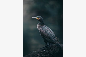 Kormoran