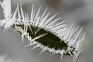 Raureif am Blatt