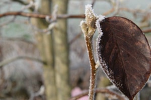 Frost am Blatt
