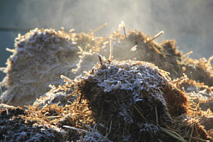 Frostiger Mist