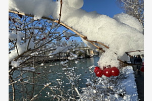 Winteraare