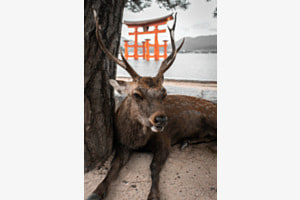 Hirsch auf Miyajima