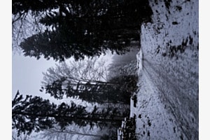 Waldweg