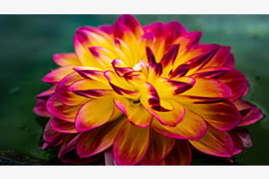 Blumenfarben 