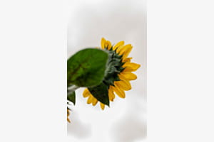 Sonniges leuchten 