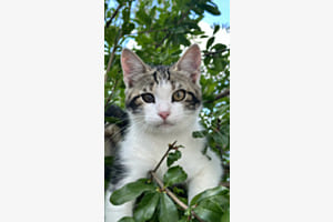 Neugierige Katze