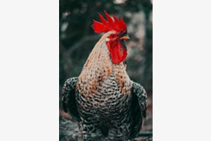 Rooster