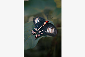 Atrophaneura semperi