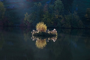 Insel