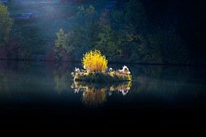 Insel