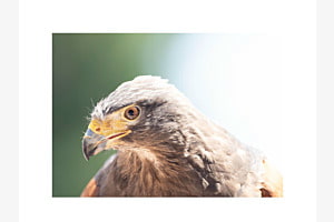 Vogel Vogel