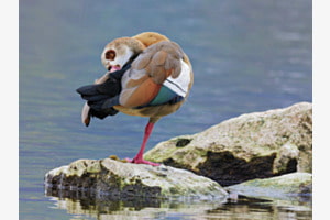 Federpflege und Yoga 
