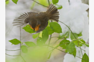 Hallo! Ich bin der Vogel des Jahres 2025