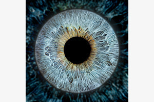 Die Iris / Ein Selbstversuch Die Iris / Ein Selbstversuch