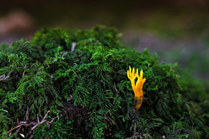 Pilz