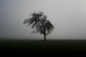 Morning Grey