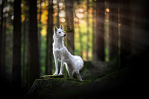 die Magie des Waldes 