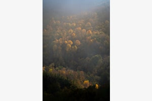 Ligurischer Tupferwald