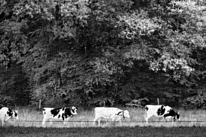 ma vie de vache 01