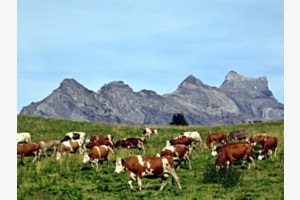 ma vie de vache 02