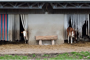 ma vie de vache 03