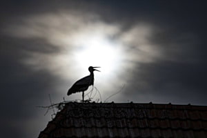 Storch auf dem Dach