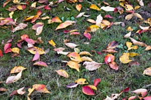 Herbstlicher Blätter-Cocktail 